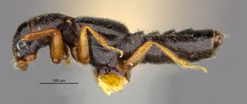 Media type: image;   Entomology 24070 Aspect: habitus lateral view